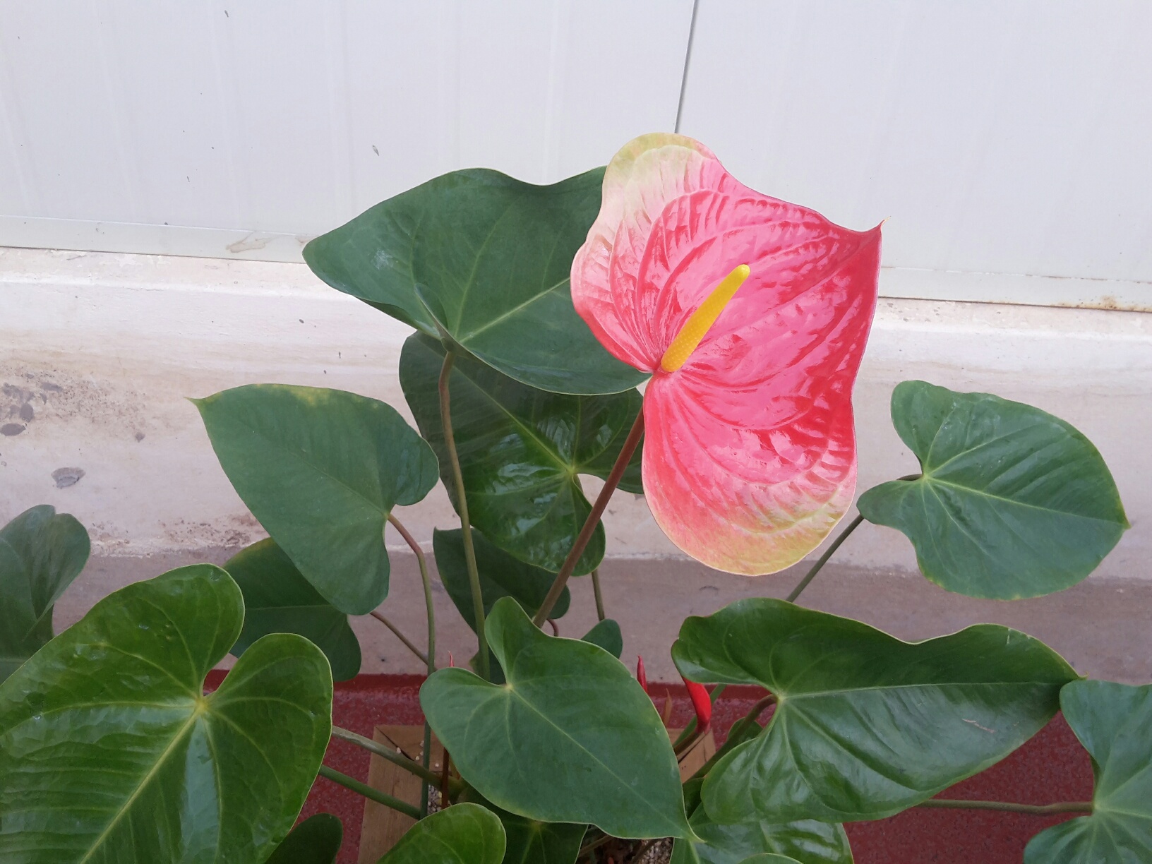 20160331_181908_resized.jpg